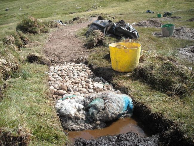 Sheep fleece path repair